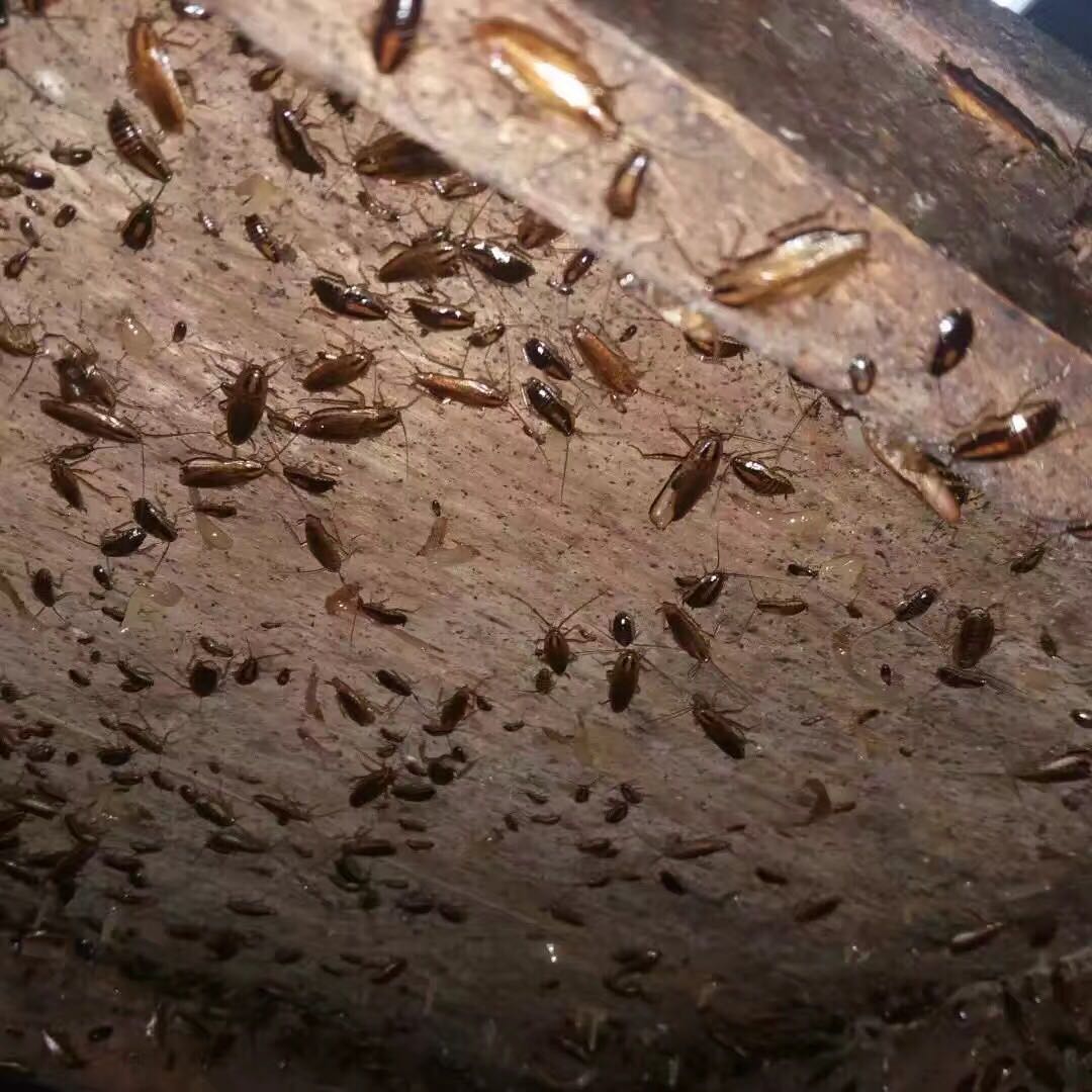 蟑螂幼虫照片图片
