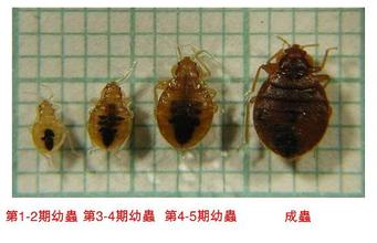 深圳杀臭虫公司科学认识吸血虫