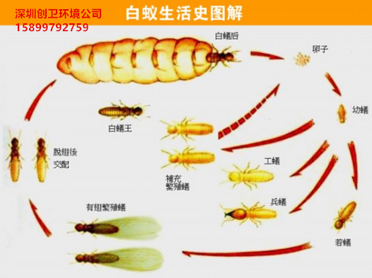 深圳防白蚁公司对于白蚁的认识