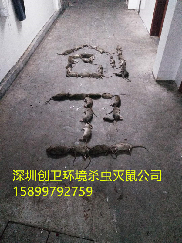 深圳消杀四害公司是怎么样灭跳蚤的 公司动态