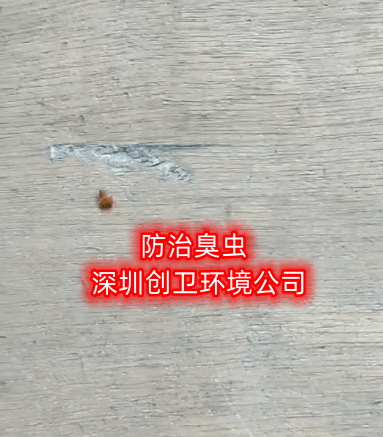 深圳臭虫防治 防治防治臭虫 深圳专业杀臭虫公司 深圳专业灭臭虫公司